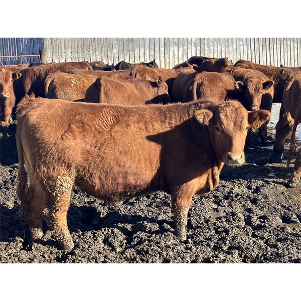 Hawk Ranching - 920# Steers - 79 Head (Nanton, AB)