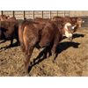Image 2 : Hawk Ranching - 920# Steers - 79 Head (Nanton, AB)