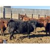 Image 3 : Hawk Ranching - 920# Steers - 79 Head (Nanton, AB)