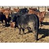 Image 4 : Hawk Ranching - 920# Steers - 79 Head (Nanton, AB)