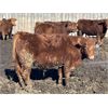 Image 5 : Hawk Ranching - 920# Steers - 79 Head (Nanton, AB)