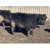 Image 6 : Hawk Ranching - 920# Steers - 79 Head (Nanton, AB)