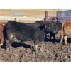 Image 8 : Hawk Ranching - 920# Steers - 79 Head (Nanton, AB)