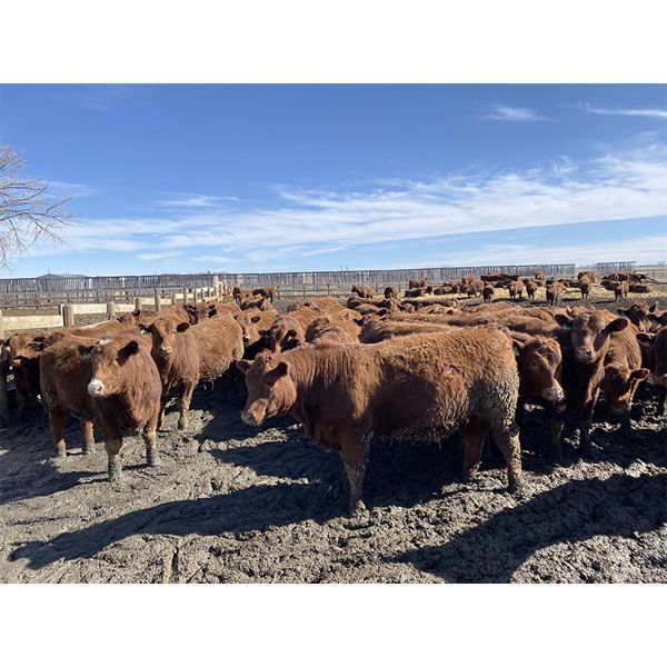 Wayne & Brian Slenders - 1025# Steers - 62 Head (Scandia, AB)