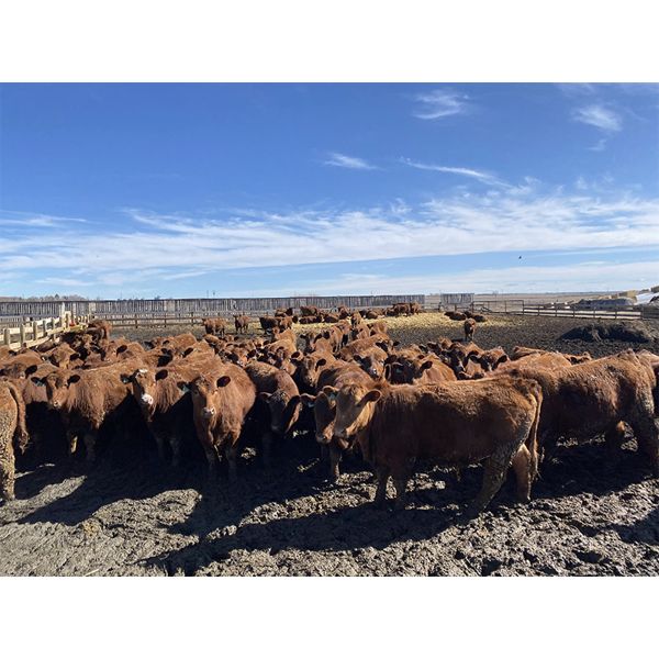Wayne & Brian Slenders - 925# Steers - 40 Head (Scandia, AB)