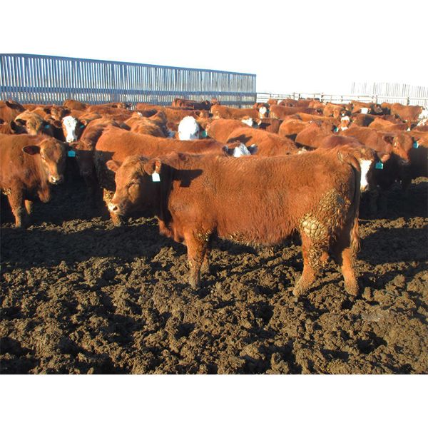 X Bar X Cattle Co. Ltd. - 936# Steers - 132 Head (Lomond, AB) 