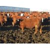 Image 1 : X Bar X Cattle Co. Ltd. - 936# Steers - 132 Head (Lomond, AB) 