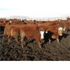 Image 3 : X Bar X Cattle Co. Ltd. - 936# Steers - 132 Head (Lomond, AB) 