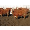 Image 5 : X Bar X Cattle Co. Ltd. - 936# Steers - 132 Head (Lomond, AB) 