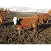 Image 6 : X Bar X Cattle Co. Ltd. - 936# Steers - 132 Head (Lomond, AB) 
