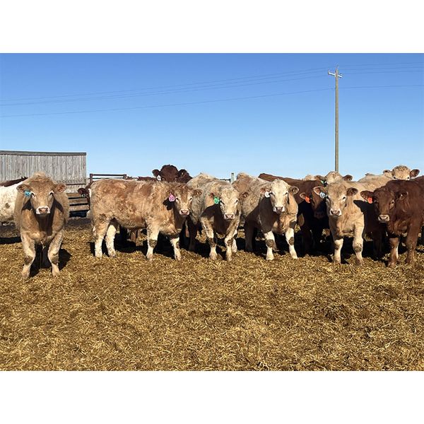 Hawks Haven Ranch - 900# Steers - 70 Head (Czar, AB)
