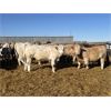 Image 2 : Hawks Haven Ranch - 900# Steers - 70 Head (Czar, AB)