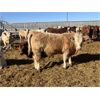 Image 4 : Hawks Haven Ranch - 900# Steers - 70 Head (Czar, AB)
