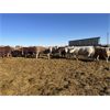 Image 6 : Hawks Haven Ranch - 900# Steers - 70 Head (Czar, AB)