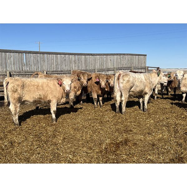 Hawks Haven Ranch - 825# Heifers - 76 Head (Czar, AB)