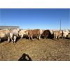 Image 2 : Hawks Haven Ranch - 825# Heifers - 76 Head (Czar, AB)