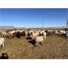 Image 3 : Hawks Haven Ranch - 825# Heifers - 76 Head (Czar, AB)