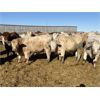 Image 4 : Hawks Haven Ranch - 825# Heifers - 76 Head (Czar, AB)