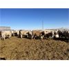 Image 5 : Hawks Haven Ranch - 825# Heifers - 76 Head (Czar, AB)