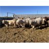Image 6 : Hawks Haven Ranch - 825# Heifers - 76 Head (Czar, AB)