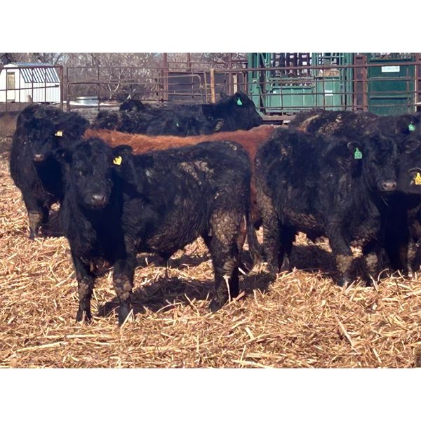 G & B Farms (Colin Adams) - 810# Steers - 72 Head (Deloraine, MB) VBP+