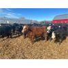 Image 3 : G & B Farms (Colin Adams) - 810# Steers - 72 Head (Deloraine, MB) VBP+