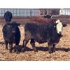 Image 6 : G & B Farms (Colin Adams) - 810# Steers - 72 Head (Deloraine, MB) VBP+