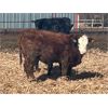 Image 7 : G & B Farms (Colin Adams) - 810# Steers - 72 Head (Deloraine, MB) VBP+