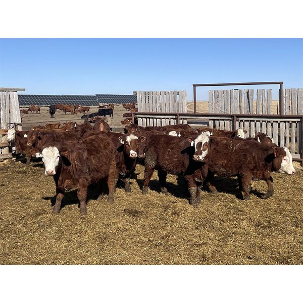 South Ridge Simmentals - 800# Replacement Heifers - 50 Head (Monarch, AB)