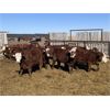 Image 1 : South Ridge Simmentals - 800# Replacement Heifers - 50 Head (Monarch, AB)