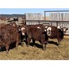 Image 2 : South Ridge Simmentals - 800# Replacement Heifers - 50 Head (Monarch, AB)