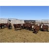 Image 3 : South Ridge Simmentals - 800# Replacement Heifers - 50 Head (Monarch, AB)