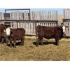 Image 4 : South Ridge Simmentals - 800# Replacement Heifers - 50 Head (Monarch, AB)
