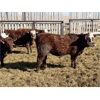 Image 5 : South Ridge Simmentals - 800# Replacement Heifers - 50 Head (Monarch, AB)