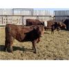 Image 6 : South Ridge Simmentals - 800# Replacement Heifers - 50 Head (Monarch, AB)