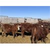 Image 7 : South Ridge Simmentals - 800# Replacement Heifers - 50 Head (Monarch, AB)