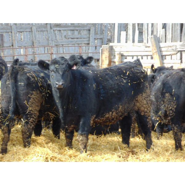 Rob Mossey - 900# Steers - 138 Head (Vauxhall, AB)