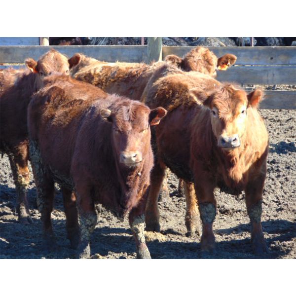 Justin & Kryston Tateson - 910# Heifers - 70 Head (Scandia, AB)