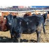 Image 7 : Justin & Kryston Tateson - 910# Heifers - 70 Head (Scandia, AB)
