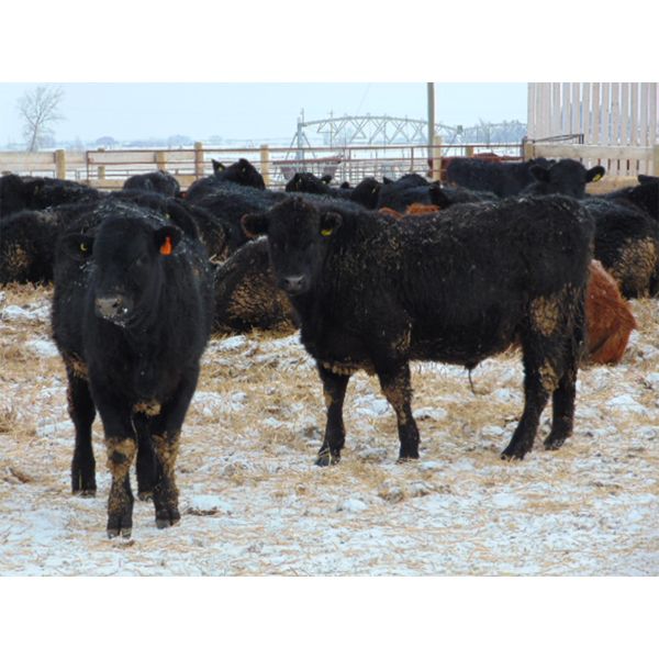 Habraken Farms Ltd. - 900# Steers - 69 Head (Scandia, AB)
