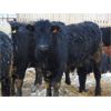 Image 2 : Habraken Farms Ltd. - 900# Steers - 69 Head (Scandia, AB)