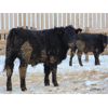 Image 3 : Habraken Farms Ltd. - 900# Steers - 69 Head (Scandia, AB)