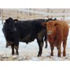 Image 4 : Habraken Farms Ltd. - 900# Steers - 69 Head (Scandia, AB)