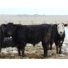 Image 5 : Habraken Farms Ltd. - 900# Steers - 69 Head (Scandia, AB)