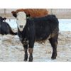 Image 6 : Habraken Farms Ltd. - 900# Steers - 69 Head (Scandia, AB)