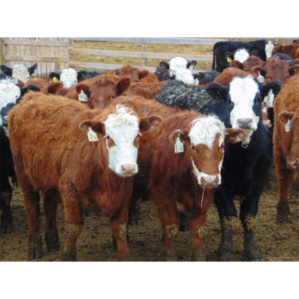 VanHal Livestock Inc. - 700# Heifers - 68 Head (Seven Persons, AB)