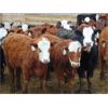 Image 1 : VanHal Livestock Inc. - 700# Heifers - 68 Head (Seven Persons, AB)