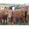 Image 2 : VanHal Livestock Inc. - 700# Heifers - 68 Head (Seven Persons, AB)