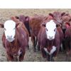 Image 3 : VanHal Livestock Inc. - 700# Heifers - 68 Head (Seven Persons, AB)