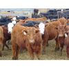 Image 4 : VanHal Livestock Inc. - 700# Heifers - 68 Head (Seven Persons, AB)